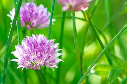 Blooming chive Stock Photos