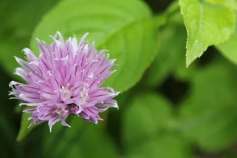 Blooming chive Stock Photos