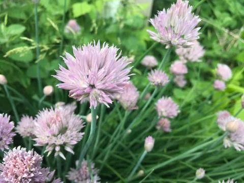 Blooming Chives Stock Photos
