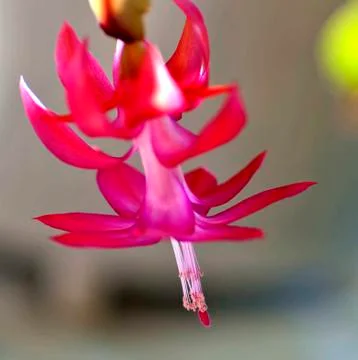Blooming the Christmas cactus, macro, the upper petals of a flower as delicat Stock Photos