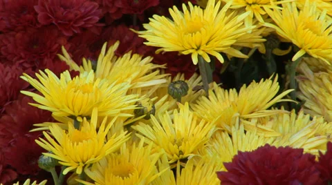 Blooming Chrysanthemums Stock Footage 33605037