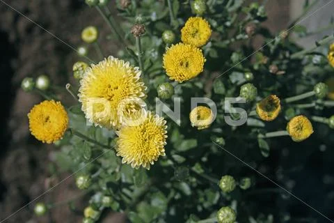 The blooming chrysanthemums Stock Photos