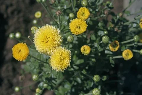 The blooming chrysanthemums Stock Photos