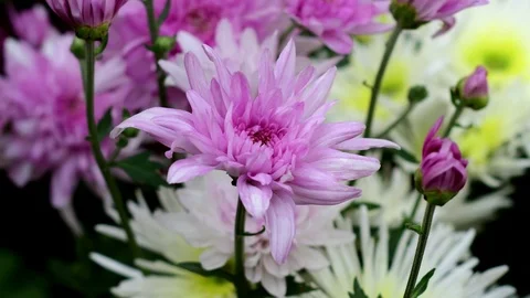 Blooming Chrysanthemums in the wind Stock-Footage 101383057
