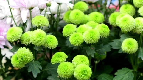 Blooming Chrysanthemums in the wind Stock-Footage 101383105