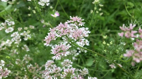  Blooming cilantro close-up. Coriander. Stock Footage 158746753