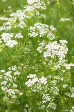 Blooming Cilantro Stock Photos