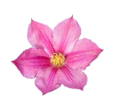 Blooming clematis Stock Photos