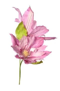 Blooming clematis pink Stock Photos