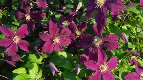 Blooming clematis. The wind rustles with large pink burgundy flowers of clematis Stock Footage 168414296