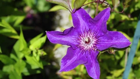 Blooming Clematis. The wind rustles with large purple, lilacclematis flowers. Hd Stock Footage 168667356