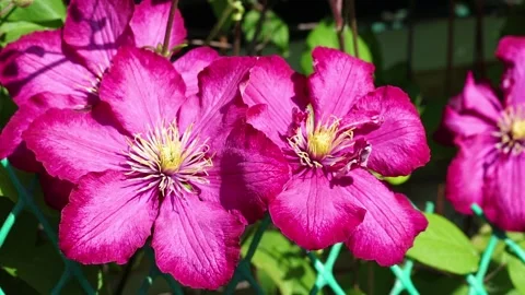 Blooming Clematis. The wind rustles with large pink clematis flowers. Clematis Stock Footage 168667793