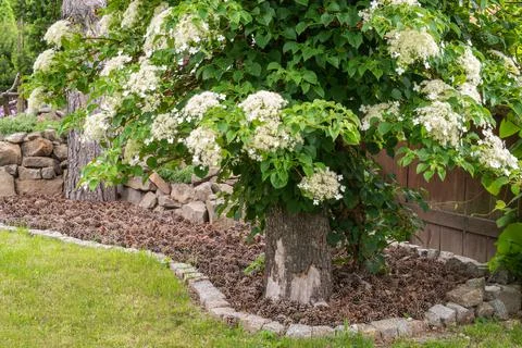 Blooming climbing hydrangea Foto stock