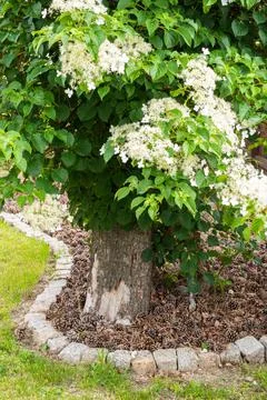 Blooming climbing hydrangea on tree Stock Photos