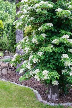 Blooming climbing hydrangea on tree 스톡 사진