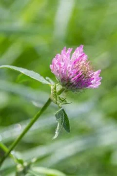 Blooming clover close up Stock Photos