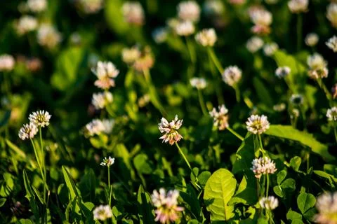 Blooming clover close up Foto stock