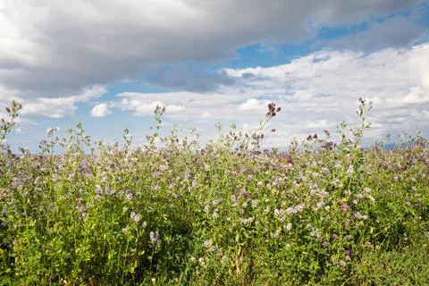 Blooming clover field Stock Photos