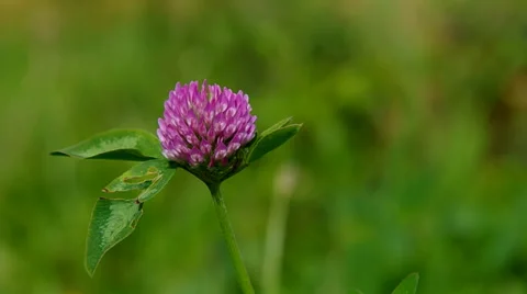 Blooming clover flower Stock Footage 39734272