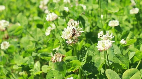 Blooming clover flowers in the meadow. Close-up. A bee collecting nectar. Stock Footage 131402667