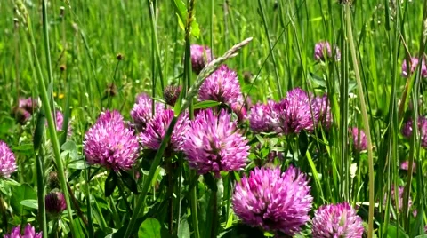 Blooming clover Stock Footage 53856091