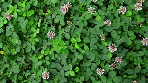Blooming clover grass 動画素材 51727518