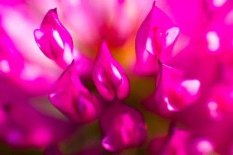 Blooming clover Stock Photos