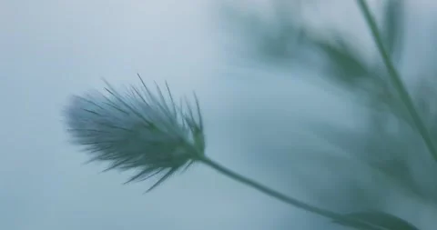 Blooming Clover Sprout. Stock Footage 155656766