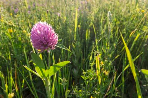 Blooming Clover at sunset Stock Photos