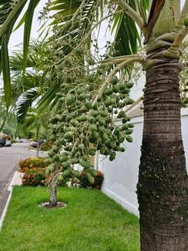 Blooming coconut Stock Photos