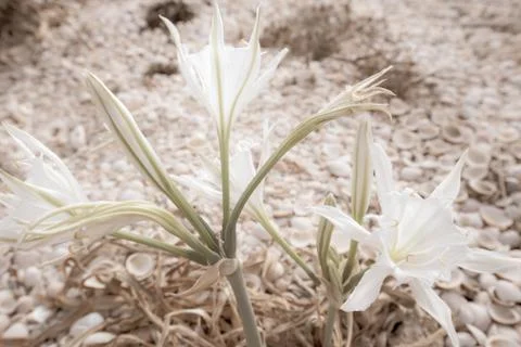 Blooming Colchicum with shells in the background Stock Photos