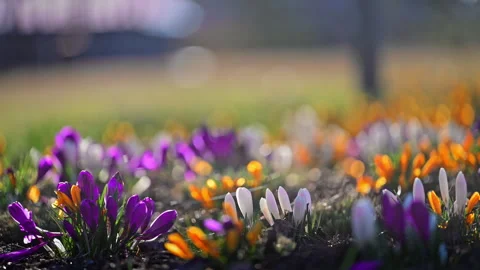 Blooming colorful crocuses in spring field, natural light, harmony and renewal Stock Footage 334152625