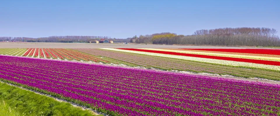Blooming colorful Dutch pink purple tulip flower field under a blue sky. Stock Photos