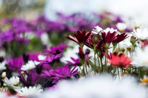 Blooming Colors Stock Photos