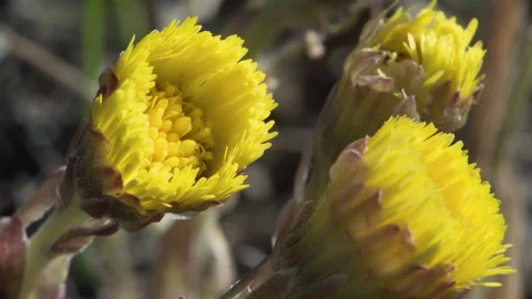 Blooming Coltsfoot flowers Stock Footage
