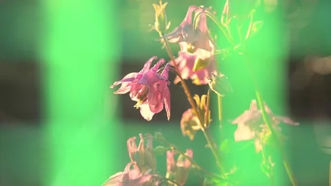 Blooming Columbine or Eagles Or Aquilegia (Aquilegia L., 1753) Video stock 155035829