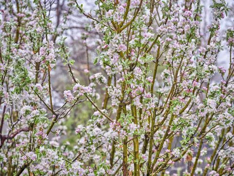 Blooming column apple tree in rain Stock-Fotos