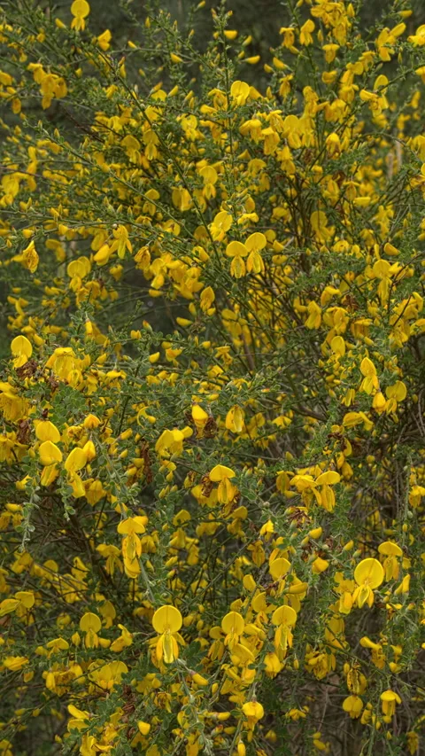 Blooming common broom. Vertical video. Stock Footage 310796248