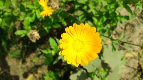 Blooming common or pot marigold Stock Footage 155570792
