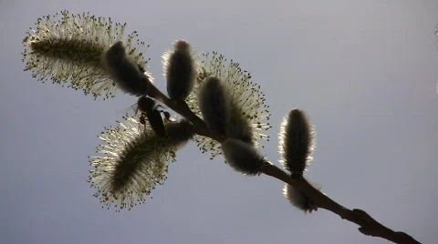 Blooming common willow (Salix alba) branches swaying in the wind against a blue Stock Footage