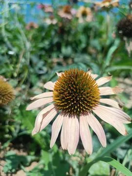 Blooming Coneflower in Garden Stock Photos