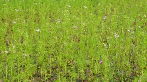 Blooming Coriander Field 스톡 동영상 332587285