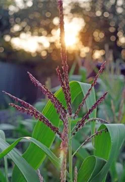 Blooming corn against the setting sun closeup Stock Photos