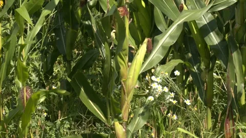 Blooming corn closeup in summer Stock Footage 321828798