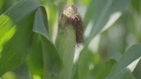 Blooming Corn Cob Close-up 스톡 동영상 142813663