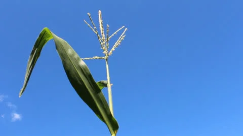 Blooming corn Stock Footage 26901011
