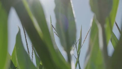 Blooming Corn 스톡 동영상 142813742