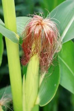 Blooming corn in the garden close up Stock Photos