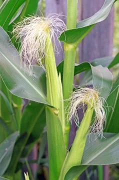 Blooming corn in the garden close up Stock Photos