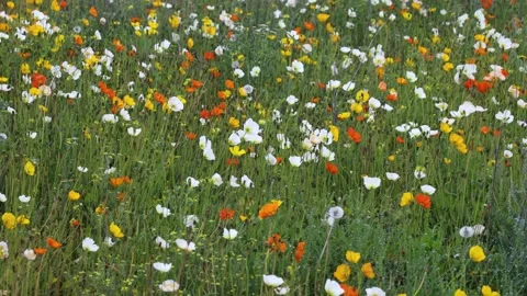 Blooming corn poppies Video stock 346566997